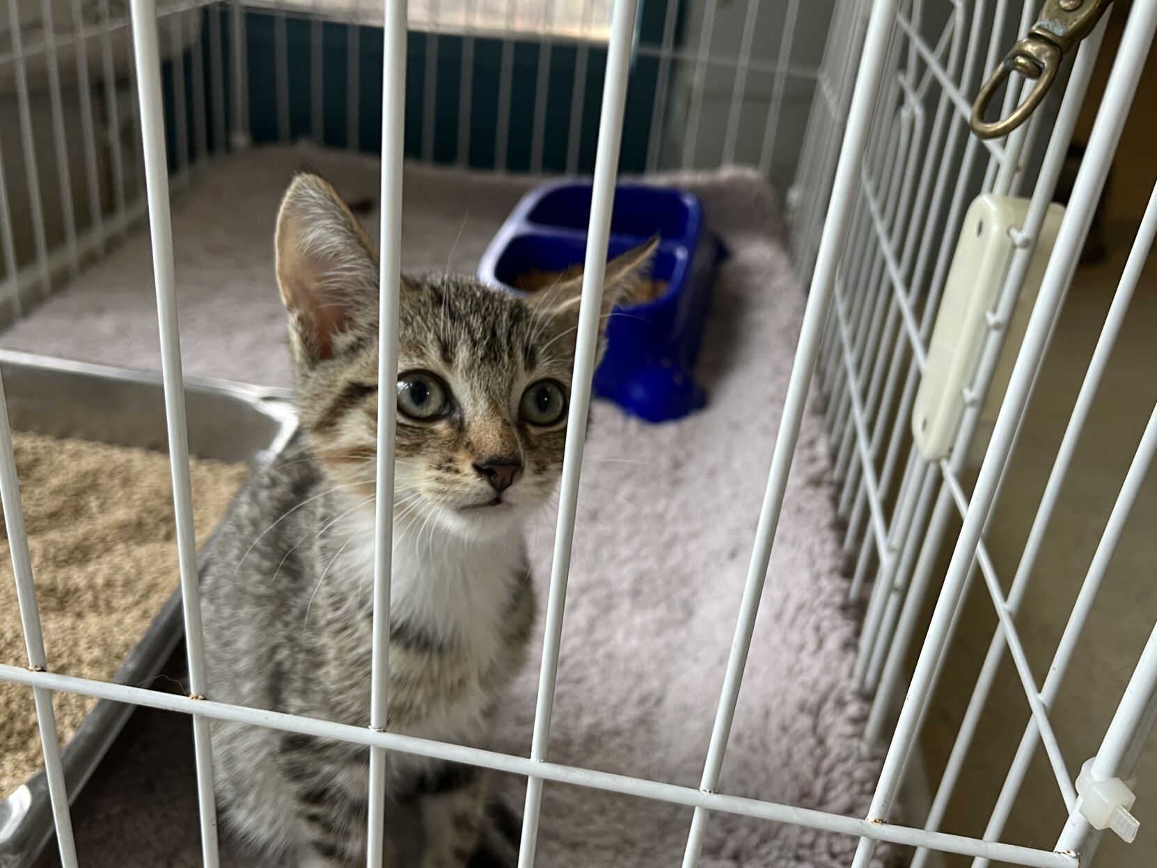 Horry County Animal Shelter Cat